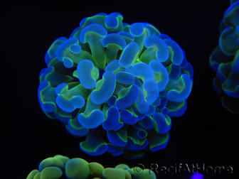 WYSIWYG Euphyllia paraancora Bi-color 2 teste (Maricoltura acclimatata sotto LED) 4B5