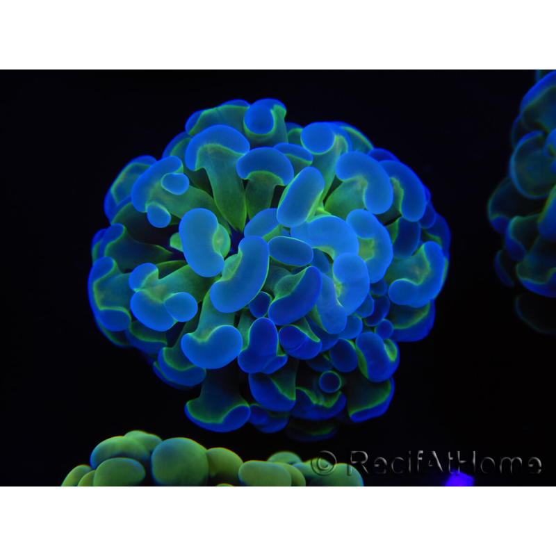 WYSIWYG Euphyllia paraancora Bi-color 2 heads (Mariculture acclimaté sous LED) 4B5