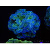 WYSIWYG Euphyllia paraancora Bi-color 2 heads (Mariculture acclimaté sous LED) 4B5