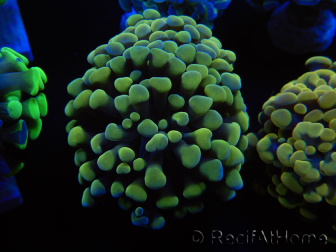 WYSIWYG Euphyllia paraancora (Maricoltura acclimatata sotto LED) 4B6