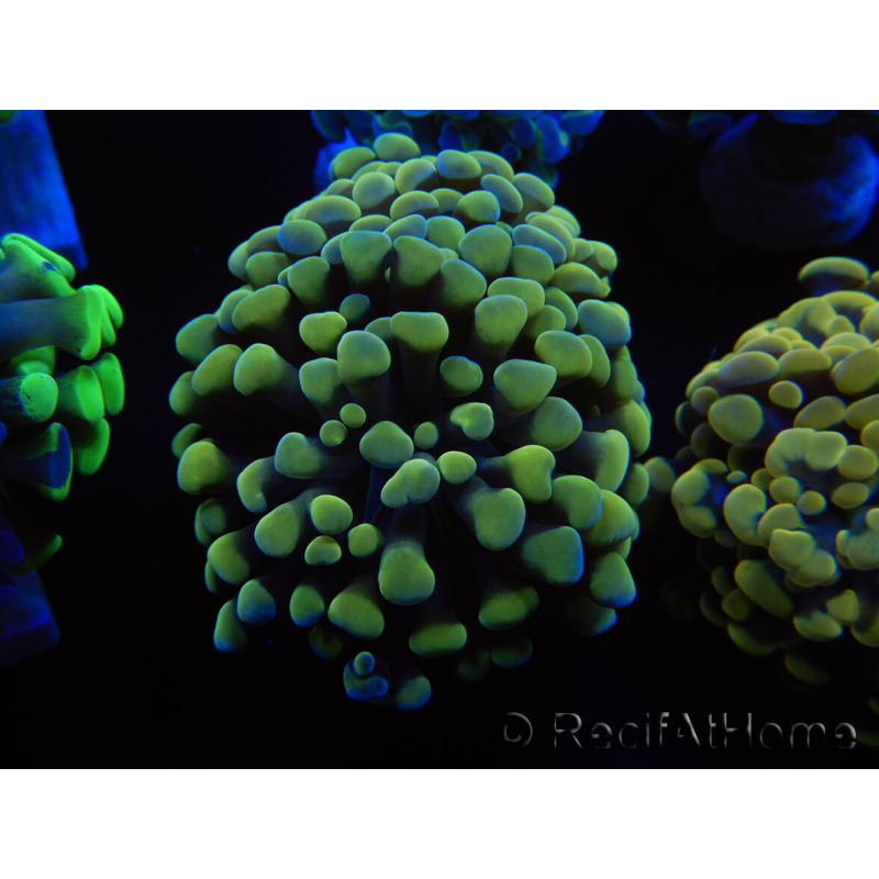 WYSIWYG Euphyllia paraancora (Maricoltura acclimatata sotto LED) 4B6