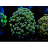 WYSIWYG Euphyllia paraancora (Maricoltura acclimatata sotto LED) 4B6