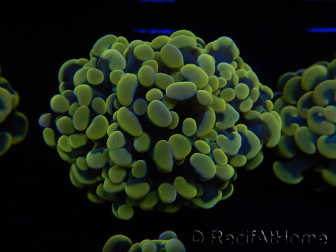 WYSIWYG Euphyllia paraancora Yellow Speckled 2 Teste (Maricultura acclimatata sotto LED) 4C1