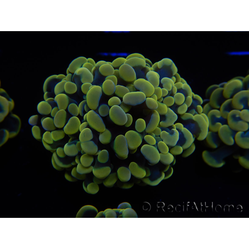 WYSIWYG Euphyllia paraancora Yellow Speckled 2 Teste (Maricultura acclimatata sotto LED) 4C1