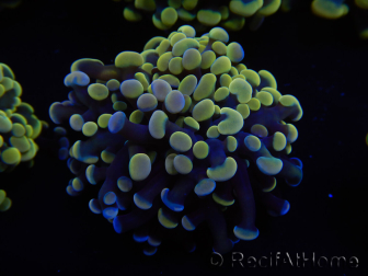 WYSIWYG Euphyllia paraancora (Maricoltura acclimatata sotto LED) 4C2