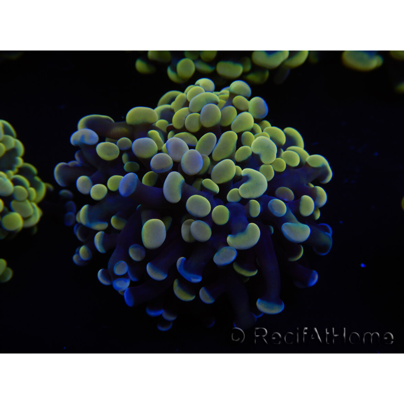 WYSIWYG Euphyllia paraancora (Mariculture acclimaté sous LED) 4C2