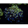 WYSIWYG Euphyllia paraancora (Mariculture acclimaté sous LED) 4C2