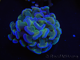 WYSIWYG Euphyllia paraancora Yellow Speckled 2 Teste (Maricoltura acclimatata sotto LED) 4C3