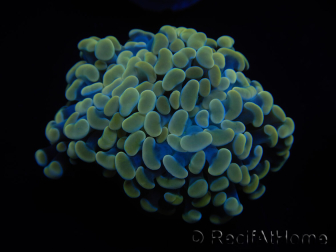 WYSIWYG Euphyllia paraancora Yellow Speckeled 2 Heads (Mariculture acclimaté sous LED) 4C4