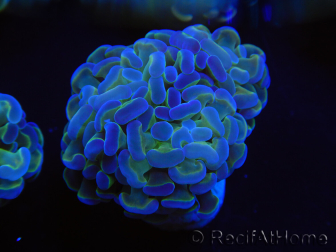 WYSIWYG Euphyllia paraancora Giallo Maculato 2 teste (Acclimatato alla maricoltura sotto LED) 4C5