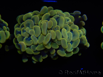 WYSIWYG Euphyllia paraancora (Maricultura acclimatata sotto LED) 4D1