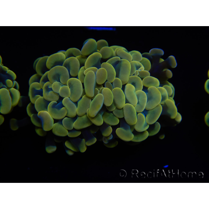 WYSIWYG Euphyllia paraancora (Maricultura acclimatata sotto LED) 4D1