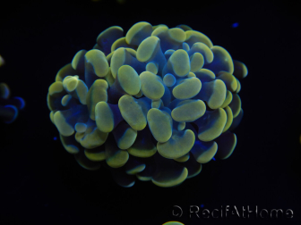 WYSIWYG Euphyllia paraancora Bi-color 2 heads (Mariculture acclimaté sous LED) 4D2