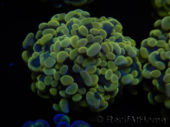 WYSIWYG Euphyllia paraancora Bi-color 2 teste (Maricoltura acclimatata sotto LED) 4D3