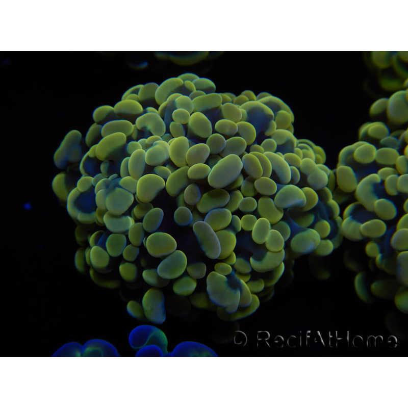 WYSIWYG Euphyllia paraancora Sungold (Maricultura aclimatada bajo LED) 4D3