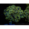 WYSIWYG Euphyllia paraancora Bi-color 2 heads (Mariculture acclimaté sous LED) 4D3