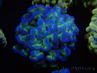 WYSIWYG Euphyllia paraancora Sungold (Maricultura acclimatata sotto LED) 4D4