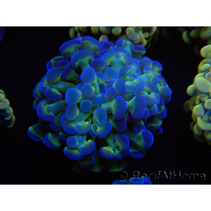 WYSIWYG Euphyllia paraancora Sungold (Aclimatado de maricultura bajo LED) 4D4