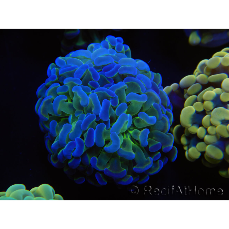 WYSIWYG Euphyllia paraancora Bi-colore (Maricoltura acclimatata sotto LED) 4D5