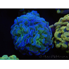 WYSIWYG Euphyllia paraancora Bi-color 2 heads (Mariculture acclimaté sous LED) 4D5