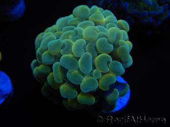 WYSIWYG Euphyllia paraancora Bi-color (Mariculture acclimaté sous LED) 4D6