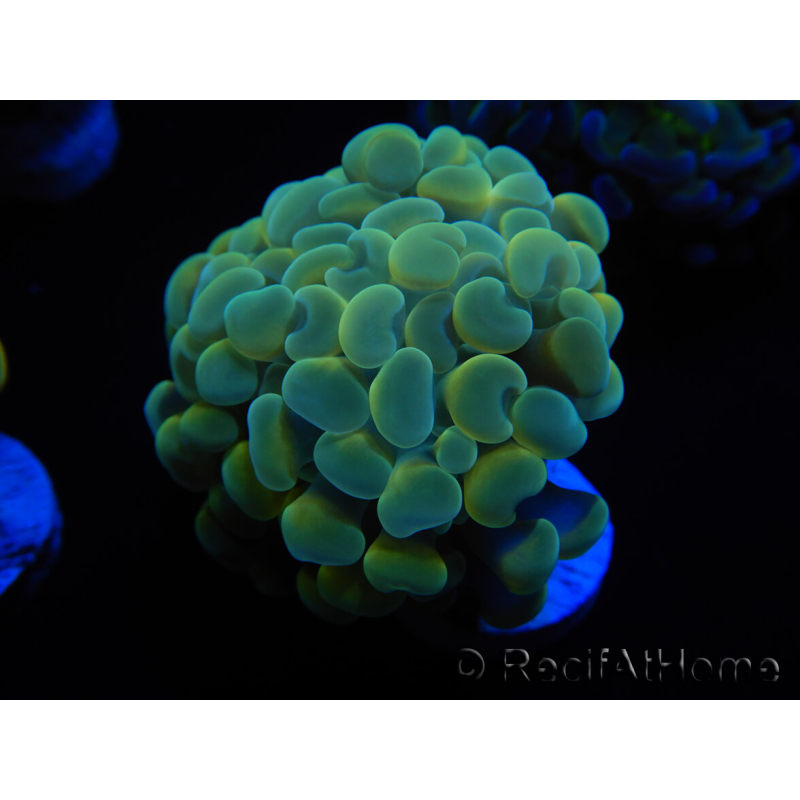 WYSIWYG Euphyllia paraancora Bi-color (Mariculture acclimaté sous LED) 4D6