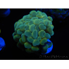 WYSIWYG Euphyllia paraancora Bi-color (Mariculture acclimaté sous LED) 4D6