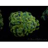 WYSIWYG Euphyllia paraancora (Mariculture acclimaté sous LED) 4E1