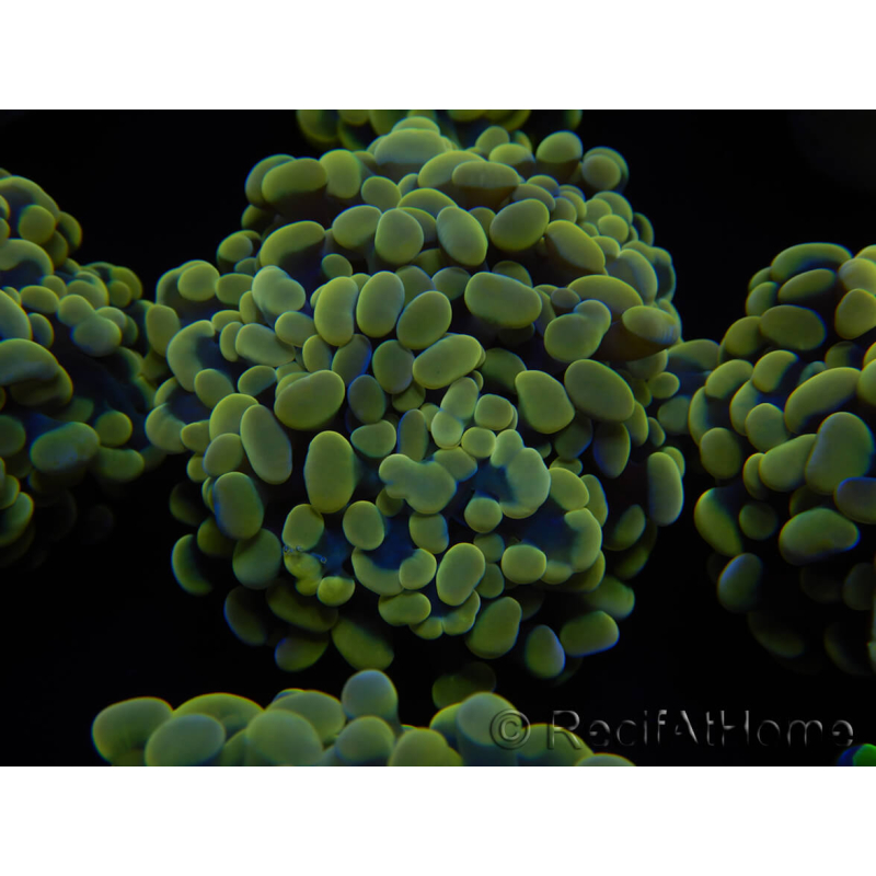 WYSIWYG Euphyllia paraancora (Mariculture acclimaté sous LED) 4E3