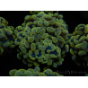 WYSIWYG Euphyllia paraancora (Mariculture acclimaté sous LED) 4E3