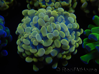 WYSIWYG Euphyllia paraancora Hologramma (Maricultura acclimatata sotto LED) 4E4