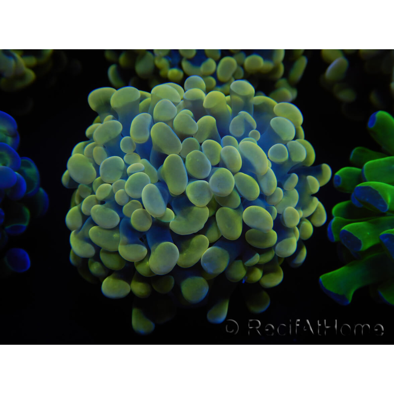 WYSIWYG Euphyllia paraancora Hologramma (Maricultura acclimatata sotto LED) 4E4