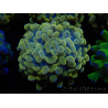 WYSIWYG Euphyllia paraancora Hologramma (Maricultura acclimatata sotto LED) 4E4