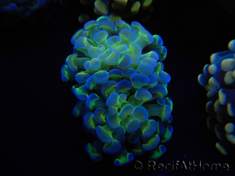 WYSIWYG Euphyllia paraancora Yellorange 2 Heads (Mariculture acclimated under LED) 4E6