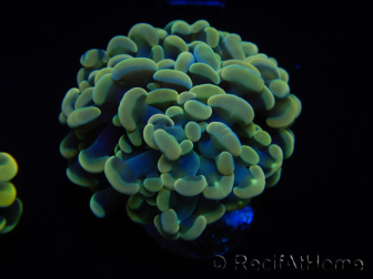 WYSIWYG Euphyllia paraancora (Maricultura acclimatata sotto LED) 4F1