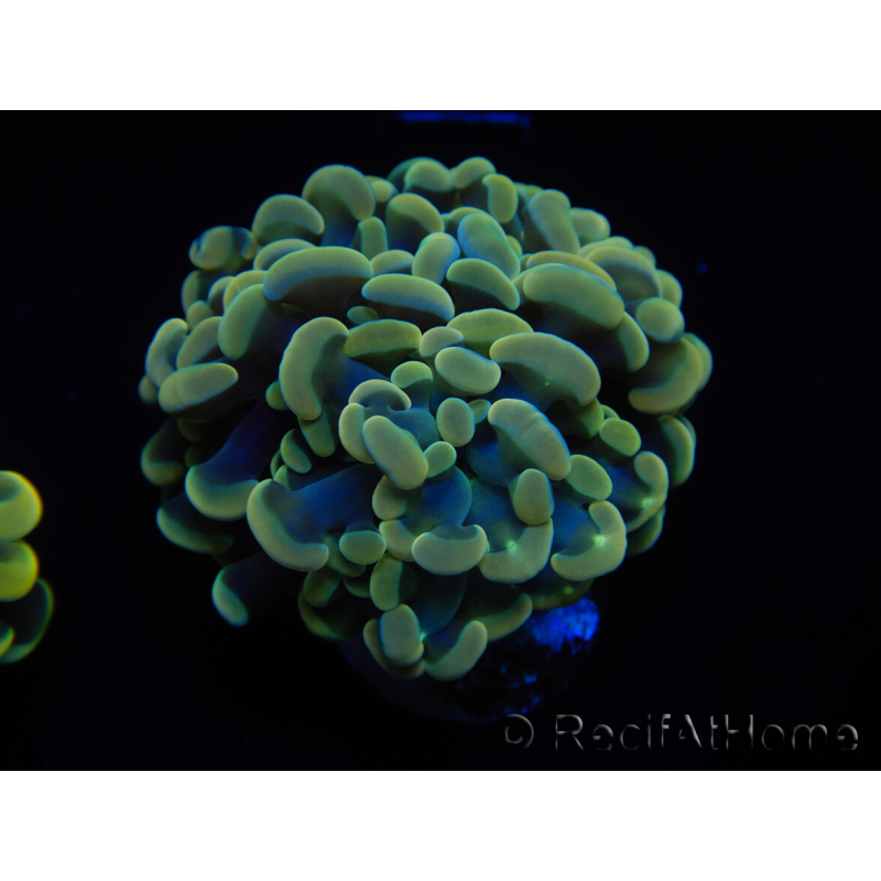 WYSIWYG Euphyllia paraancora (Mariculture acclimaté sous LED) 4F1