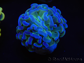 WYSIWYG Euphyllia paraancora 2 heads (Mariculture acclimaté sous LED) 4F2