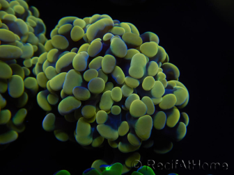 WYSIWYG Euphyllia paraancora Hologram (Mariculture acclimaté sous LED) 4F3