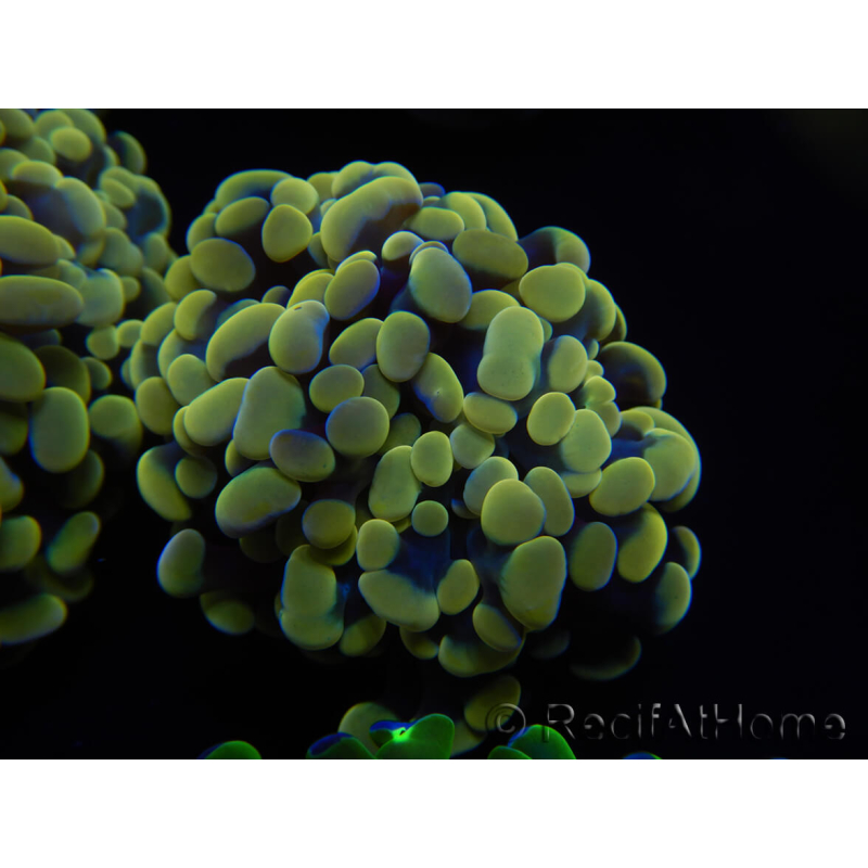 WYSIWYG Euphyllia paraancora Hologram (Mariculture acclimaté sous LED) 4F3