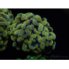 WYSIWYG Euphyllia paraancora Hologram (Mariculture acclimaté sous LED) 4F3