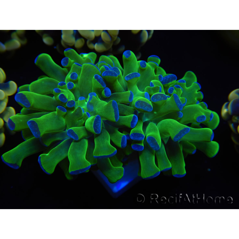 WYSIWYG Euphyllia paraancora 2 Cabezas (Maricultura aclimatada bajo LED) 4F4