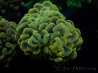 WYSIWYG Euphyllia paraancora (Mariculture acclimaté sous LED) 4F5