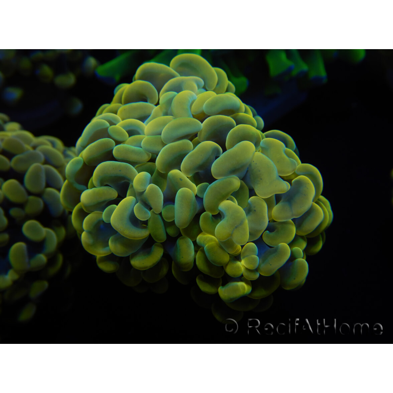 WYSIWYG Euphyllia paraancora (Maricultura aclimatada bajo LED) 4F5