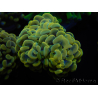 WYSIWYG Euphyllia paraancora (Mariculture acclimaté sous LED) 4F5