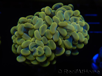 WYSIWYG Euphyllia paraancora (Maricoltura acclimatata sotto LED) 4G1