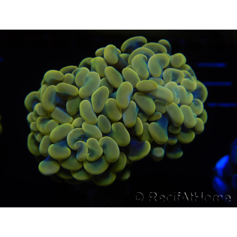 WYSIWYG Euphyllia paraancora (Maricultura aclimatada bajo LED) 4G1