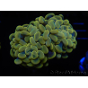 WYSIWYG Euphyllia paraancora (Mariculture acclimated under LED) 4G1