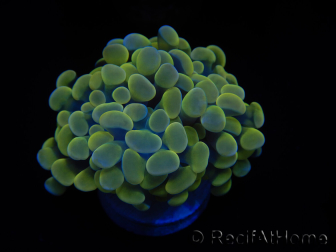 WYSIWYG Euphyllia paraancora Bi-color (Mariculture acclimaté sous LED) 4G2