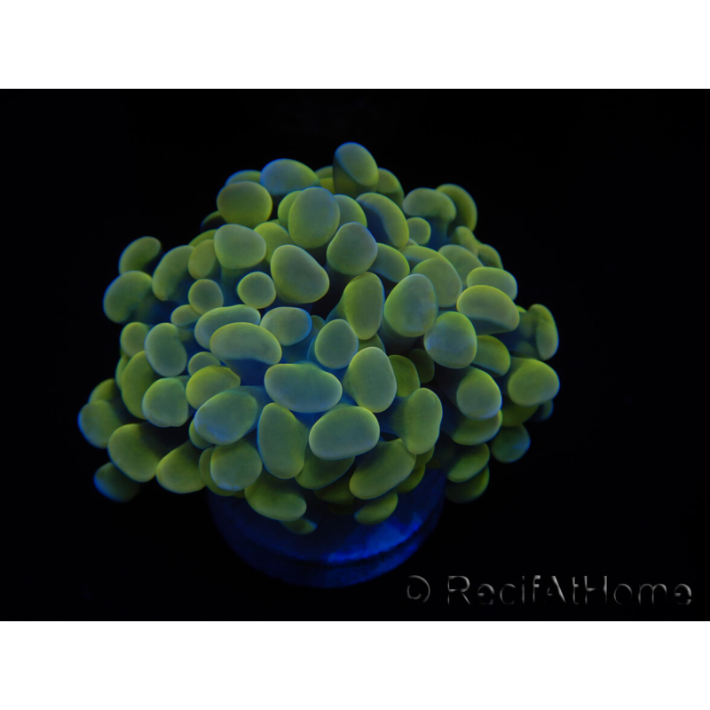 WYSIWYG Euphyllia paraancora Bi-color (Mariculture acclimaté sous LED) 4G2