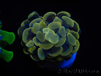 WYSIWYG Euphyllia paraancora (Maricultura acclimatata sotto LED) 4G4